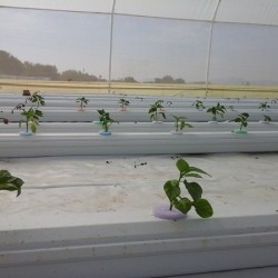 30m NFT Trellis Crop Production Line without Aluminium Structure