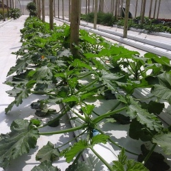 30m NFT Trellis Crop Production Line without Aluminium Structure