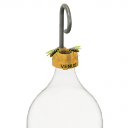 Venus Flytrap