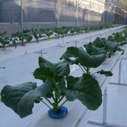 30m NFT Trellis Crop Production Line with Aluminium Structure