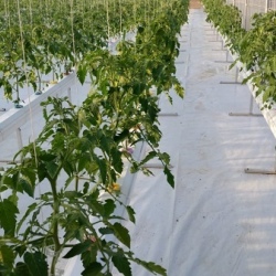 30m NFT Trellis Crop Production Line with Aluminium Structure