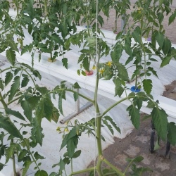 30m NFT Trellis Crop Production Line with Aluminium Structure