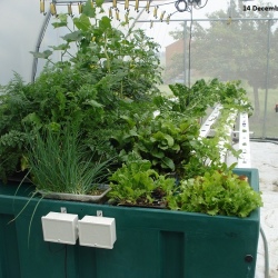 Time Lapse (Single Garden)