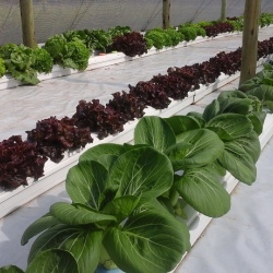 30m NFT Trellis Crop Production Line without Aluminium Structure