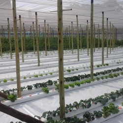 30m NFT Trellis Crop Production Line without Aluminium Structure