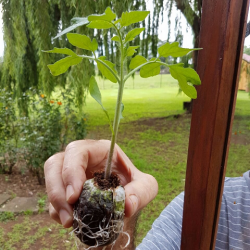 NFT Ready Trellis Crop seedling