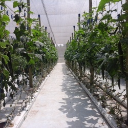 30m NFT Trellis Crop Production Line without Aluminium Structure