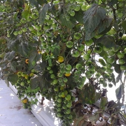 30m NFT Trellis Crop Production Line without Aluminium Structure