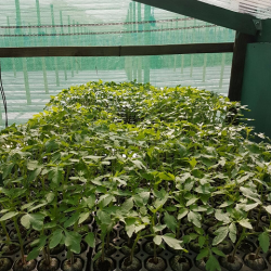 Qaulity tomatoe seedlings