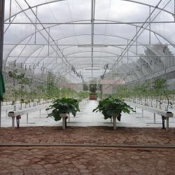 30m NFT Trellis Crop Production Line with Aluminium Structure