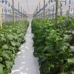 30m NFT Trellis Crop Production Line without Aluminium Structure