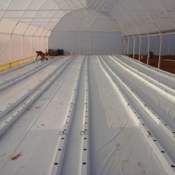 30m NFT Trellis Crop Production Line without Aluminium Structure