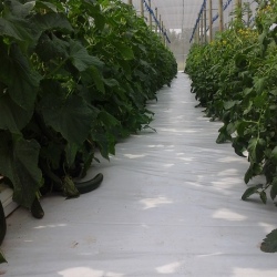 30m NFT Trellis Crop Production Line without Aluminium Structure