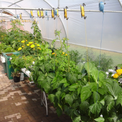 Home Hydroponic Garden (Double)