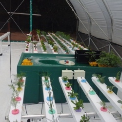 Home Hydroponic Garden (Double)