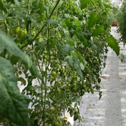 30m NFT Trellis Crop Production Line with Aluminium Structure