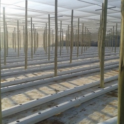 30m NFT Trellis Crop Production Line without Aluminium Structure