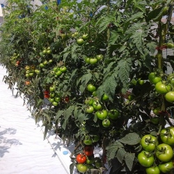 30m NFT Trellis Crop Production Line without Aluminium Structure