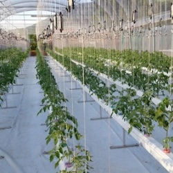 30m NFT Trellis Crop Production Line with Aluminium Structure