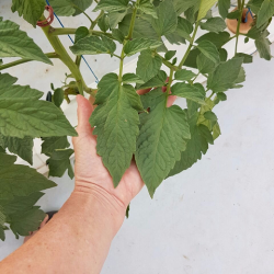 Quality seedlings promote quality plants