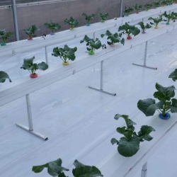 30m NFT Trellis Crop Production Line with Aluminium Structure