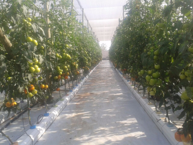 Record breaking cherry tomato yields