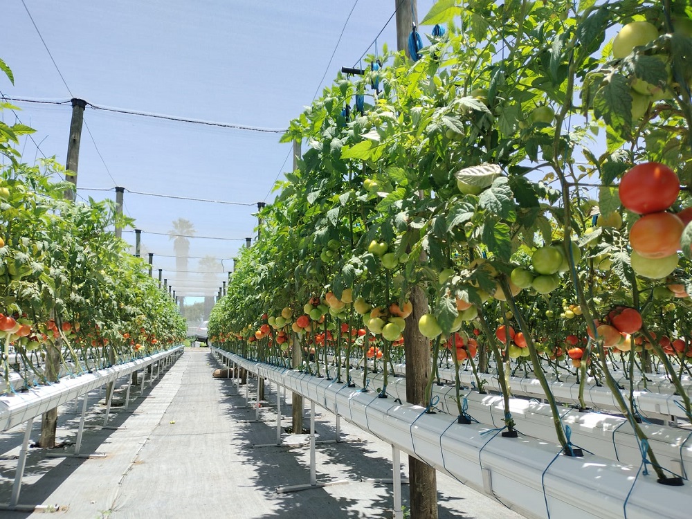 Hydroponic tomato production