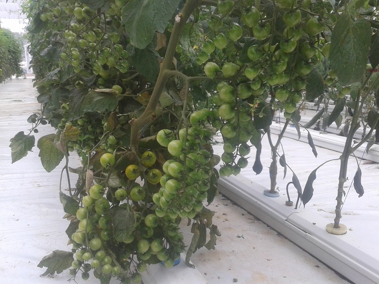 Tomatoes growing in a commercial hydroponic system