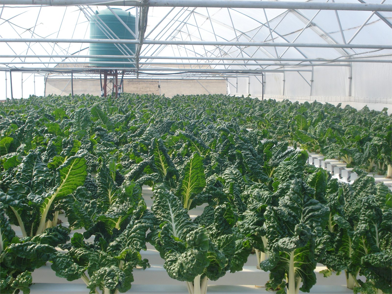 Leafy crops in a modular hydroponic system