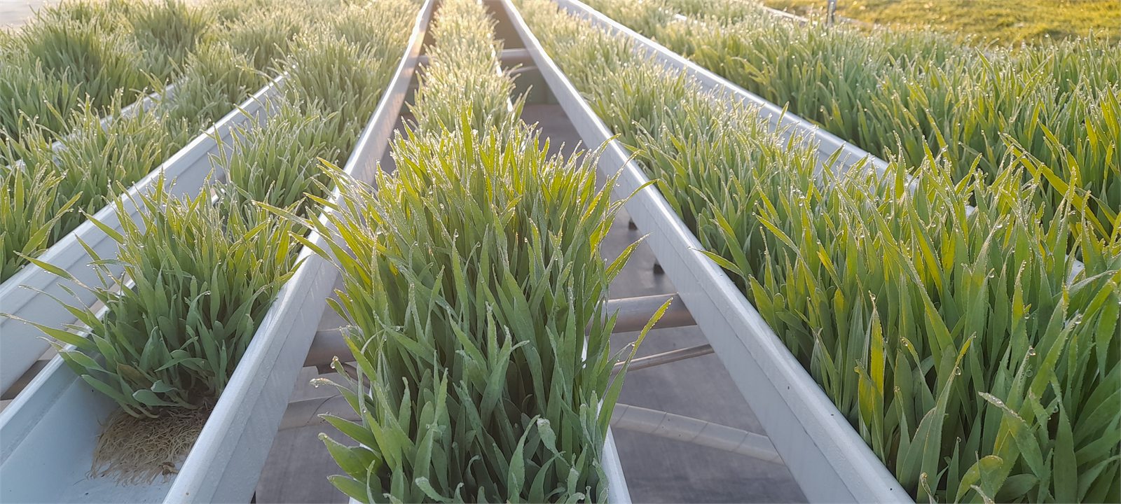 Hydroponic greenfeed in production