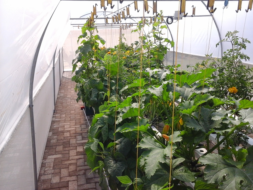 Home or community hydroponic growing system