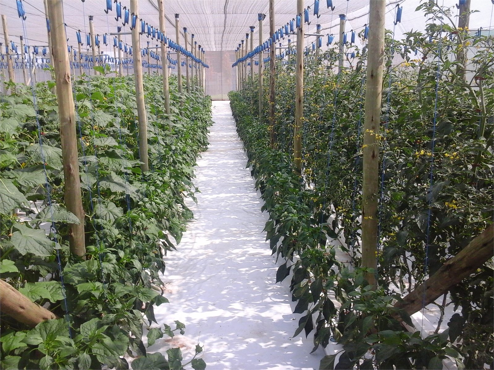 Mature tomato crop in the Hallelujah system