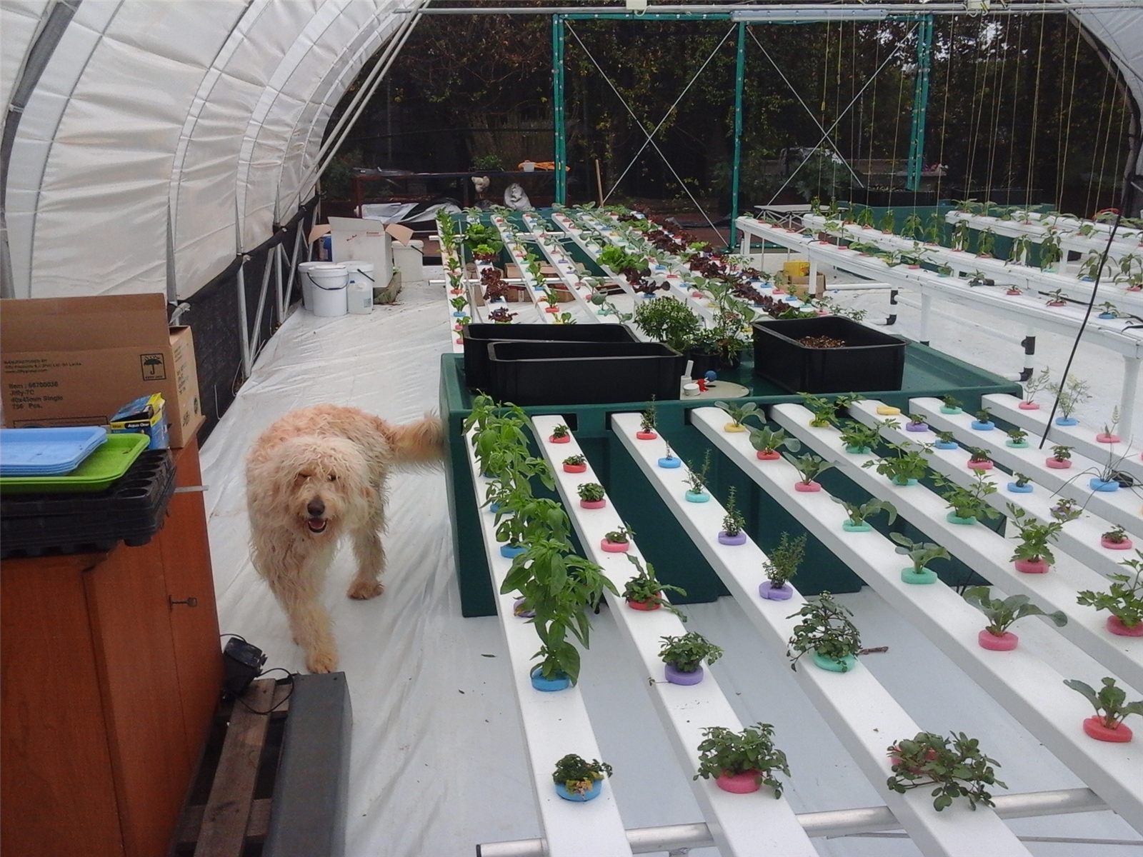 Dog beside planted Home Hydroponic System channels