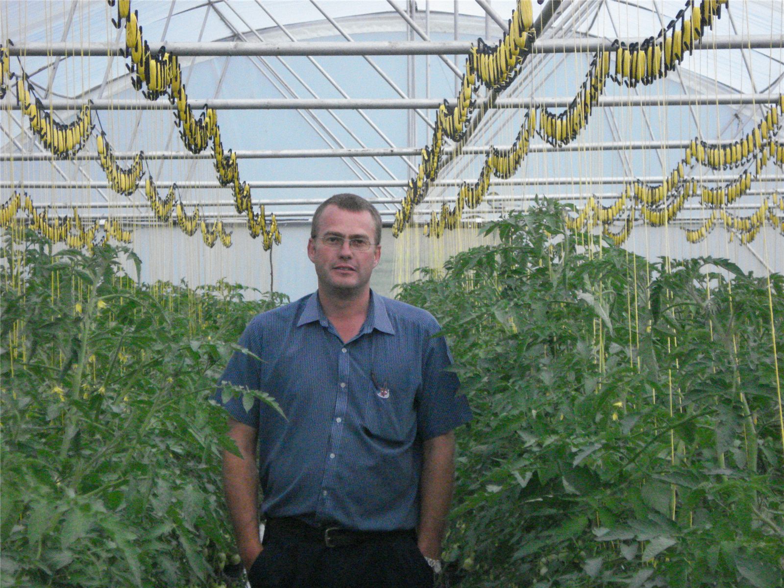 Early bag-grown tomato production in a greenhouse