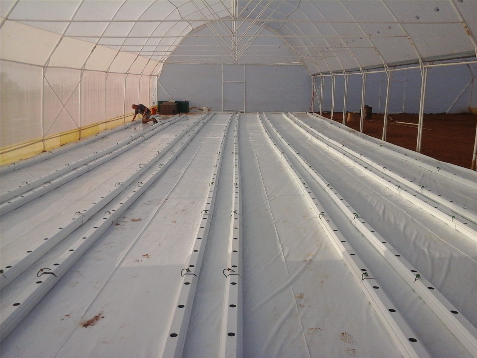 Early Hallelujah System installation inside a nethouse