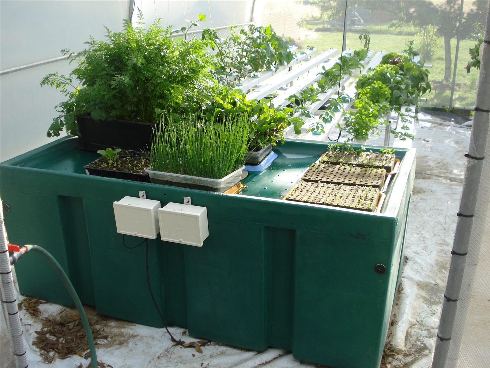 Early Grow Machines Home Hydroponic System with herbs and seedlings