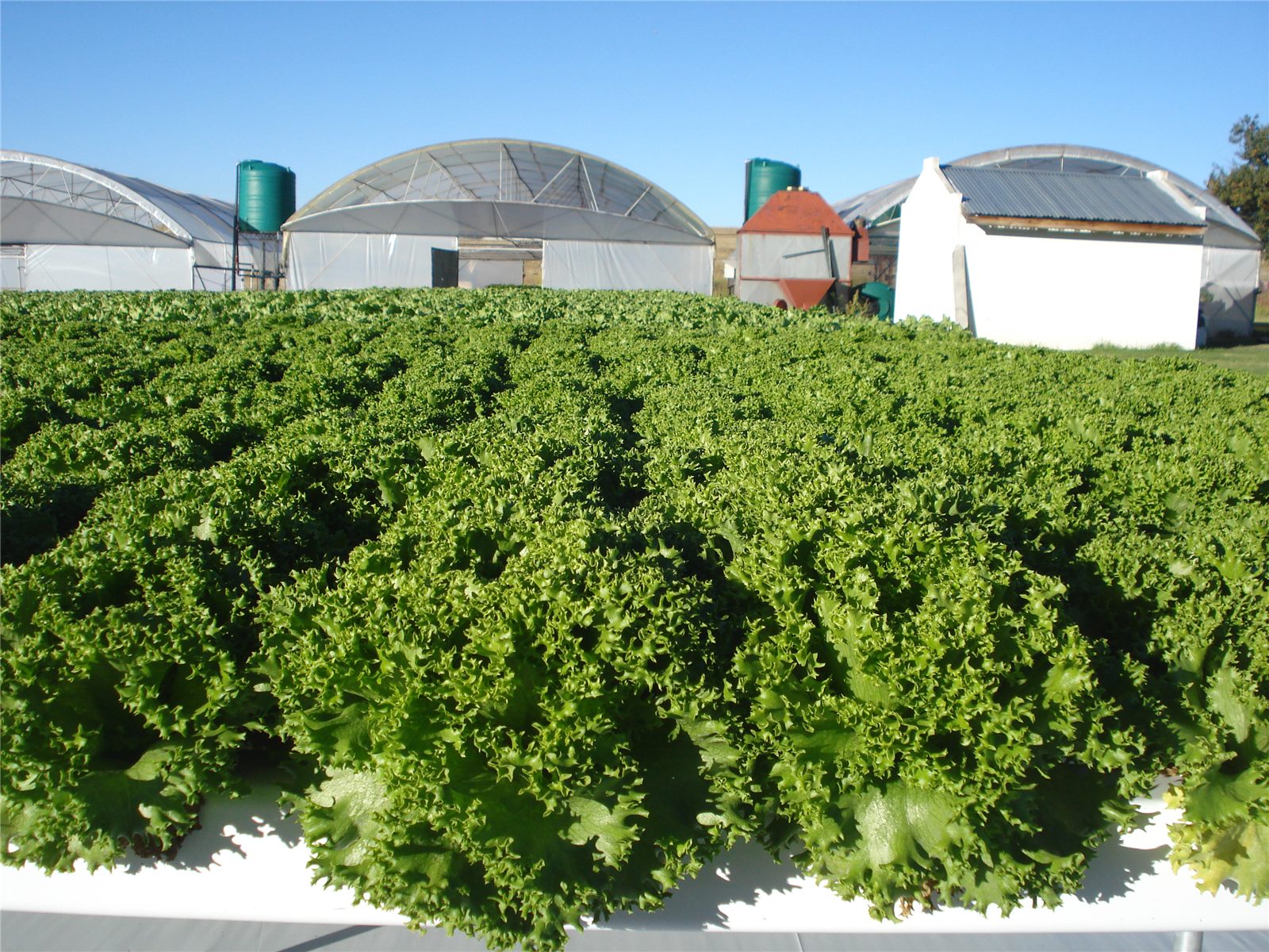 Large-scale leafy vegetable production in Grow Machines tunnels