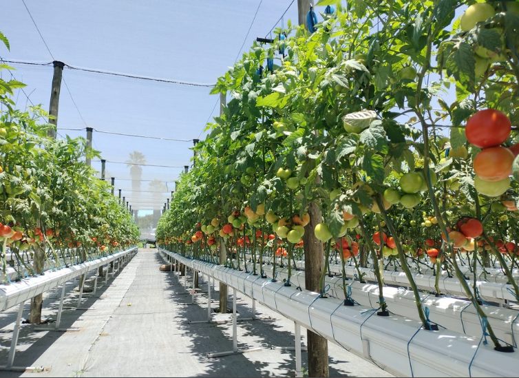 Established Hallelujah System tomato rows