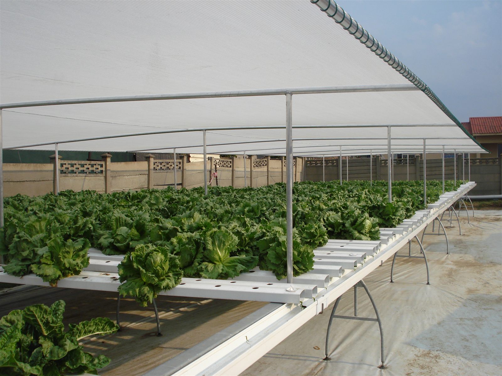 Lettuce in the backyard NFT raised-bed system