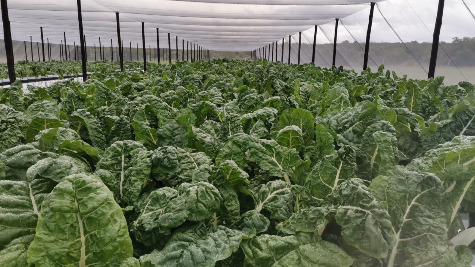 Established Swiss Chard at PlantBietjie