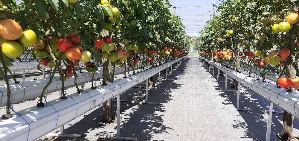 Tomato rows with green and ripening fruit in the Secunda nethouse