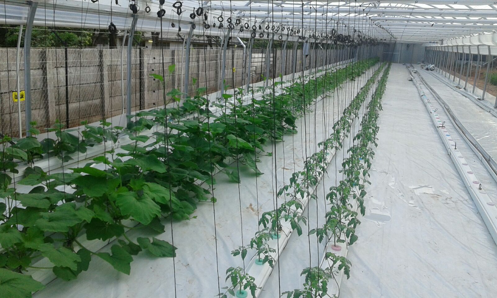 Young crops in the Hallelujah system inside the main greenhouse