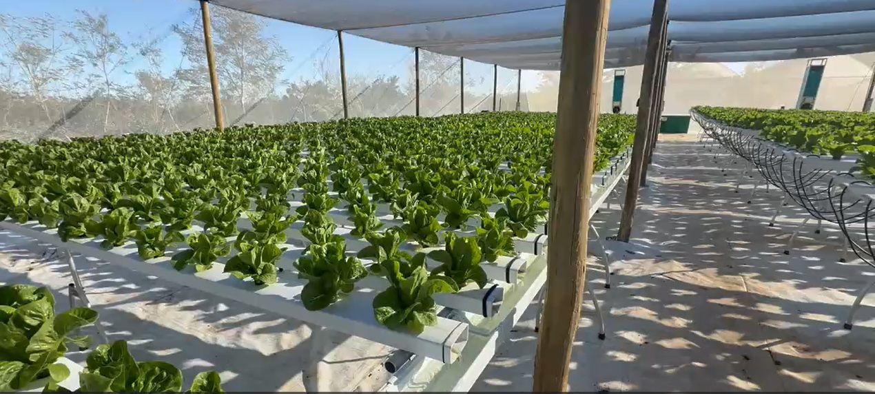 Lettuce growing in raised NFT channels beneath nethouse covering